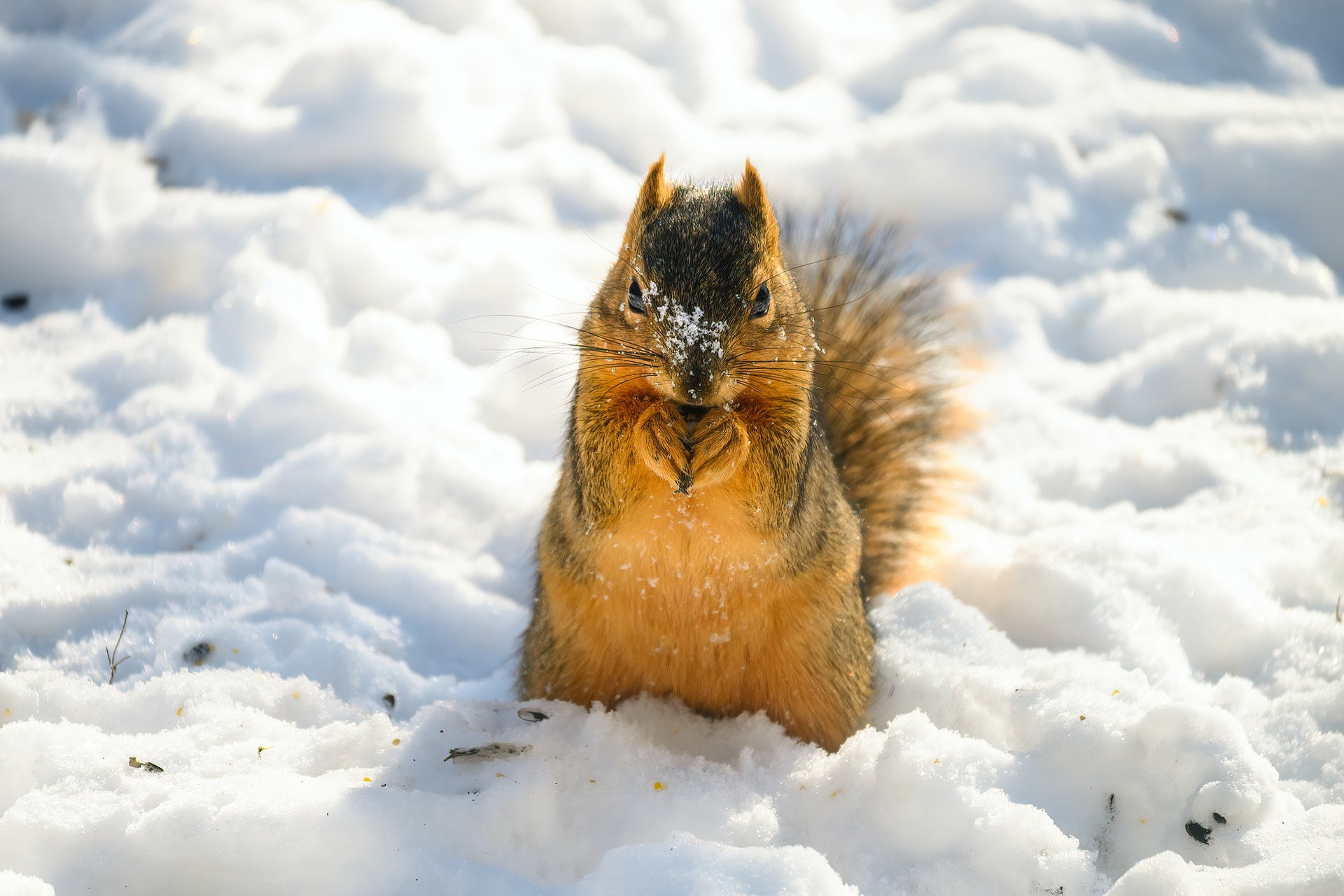 do squirrels hibernate uk