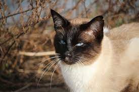 Balinese cat (Balinese, Balinese cat)