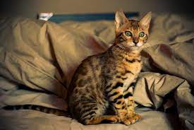 bengal cat